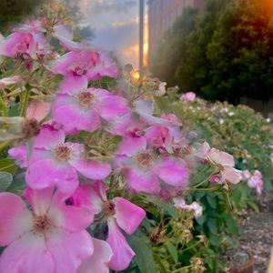 Meet your Posher, Anna